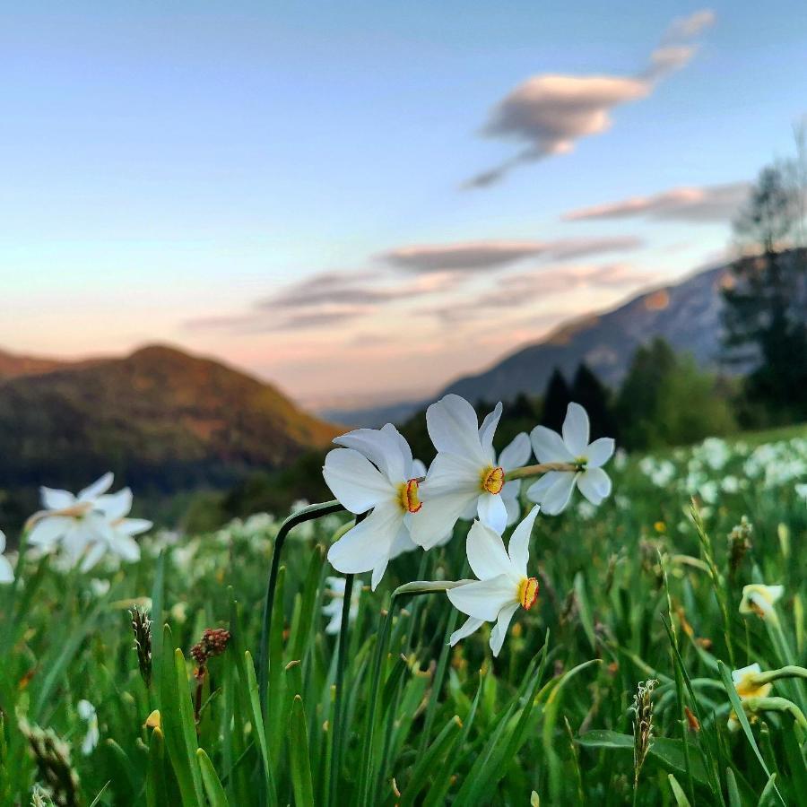 Apartma Rekar - A House, Where You Can Relax In The Embrace Of Nature Jesenice Eksteriør billede