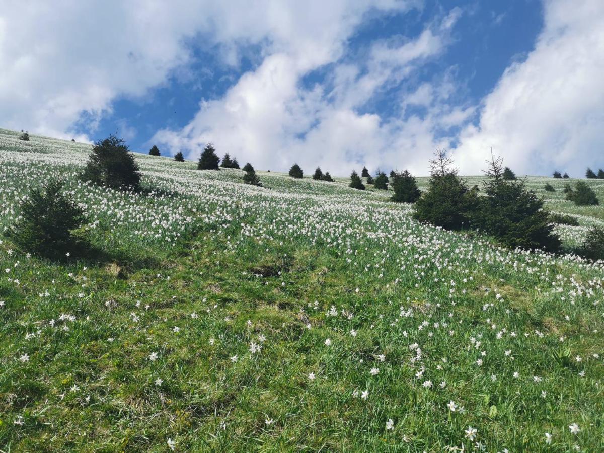 Apartma Rekar - A House, Where You Can Relax In The Embrace Of Nature Jesenice Eksteriør billede